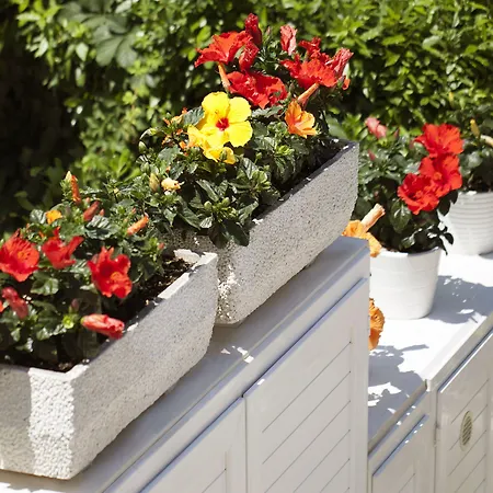 فندق Gala ريتشيوني